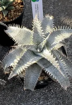 ディッキア マルニエルラポストレイ　エステベシー（ML estevesii）実生のサムネイル