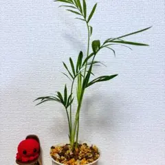 omama様 リクエスト 3点 まとめ商品