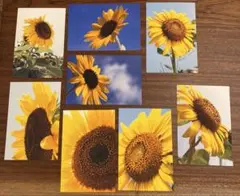 Item thumbnail for item 43464023-d18e-493c-bfa2-7367e533f6f0