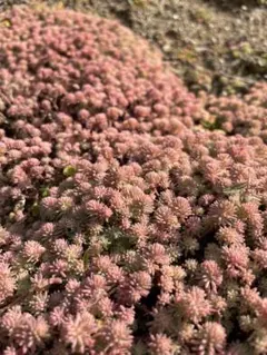 ゆゆゆ様 リクエスト 7点 まとめ商品