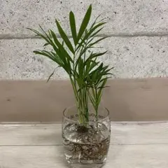 早い者勝ち‼️【❤️人気観葉植物❤️】テーブルヤシ　５株　水耕栽培のサムネイル
