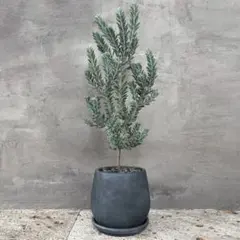 2026年最新】アカシアブルーブッシュの人気アイテム - メルカリ