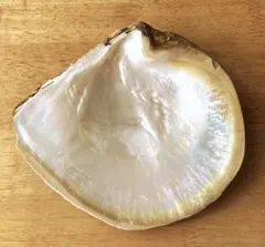 白蝶貝☆重さ285ｇ