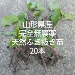 2025年最新】蕗の苗の人気アイテム - メルカリ