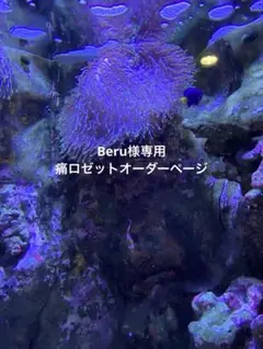 Beru様専用　痛ロゼットオーダーページ