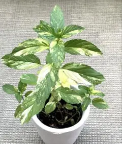 ★愛夏Garden☀︎6/13発送予定★様 リクエスト 3点 まとめ商品