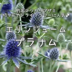 【エリンジューム(プラナム)のタネ】15粒 種子 種 エリンジウム 花