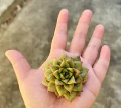 アンモコ様 リクエスト 3点 まとめ商品