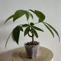 プルメリア 4号鉢 3苗セット ジャングルジャックス社製 鉢植え - メルカリ