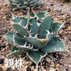 アガベ チタノタのサムネイル