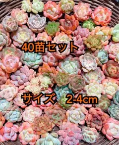 寄せ植えセット　40苗　多肉植物　エケベリア　カット苗
