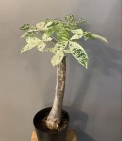 2026年最新】パキラミルキーウェイの人気アイテム - メルカリ