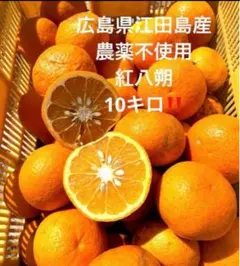 広島県江田島産農薬不使用紅八朔10キロ‼️