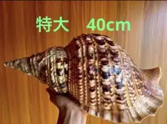 特大 法螺貝 45cm - メルカリ
