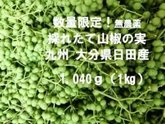 ★採れたて山椒の実 1,040★九州 大分県日田産★安心★安全のサムネイル