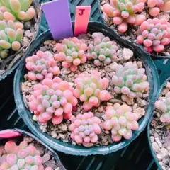 maaar様 リクエスト 4点 まとめ商品