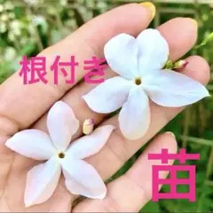 根付き♪ジャスミン♪ホワイトプリンセス苗ハゴロモ改良♪挿し木苗No83