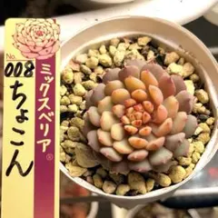 2026年最新】ちょこん 多肉の人気アイテム - メルカリ