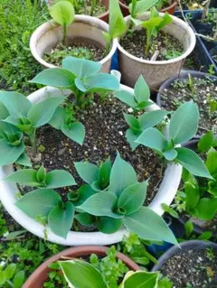 11kamo様 リクエスト 2点 まとめ商品