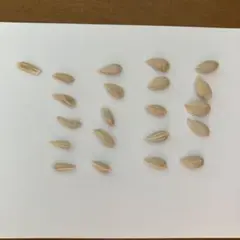 【メルカリ便】国産瀬戸田レモン(農薬不使用)のたね