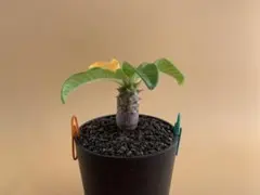 2026年最新】ウインゾリーの人気アイテム - メルカリ