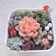 2026年最新】ピンク オブツーサの人気アイテム - メルカリ