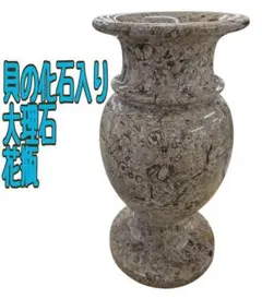 ユーカリグニ― 苗木 130cm❗大型8号 シルバーグリーンの葉色 美形株