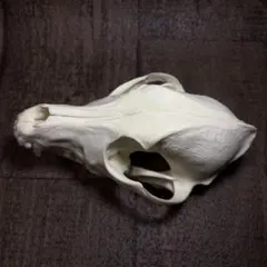 猿の頭蓋骨 骨格標本 - メルカリ