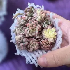 みえこ様 リクエスト 2点 まとめ商品