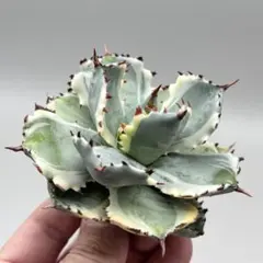 (親株)アガベイシスメンシスハイブリッド株 Agave titanota×isithmensis Hyb /4号 ハイブリッド アガベ チタノタ