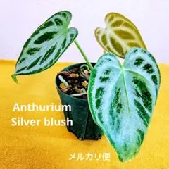 【圧倒的かっこ良さ‼️】アンスリウム　ドラコノプテラム　超希少　メルカリ便 圧倒的かっこ良さ‼️】アンスリウム ドラコノプテラム 超希少 メルカリ