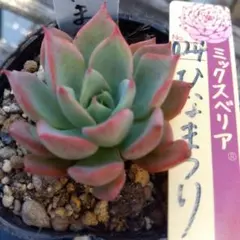 ミックスベリア【ホットワイン】葉挿し苗 おらいさん - メルカリ
