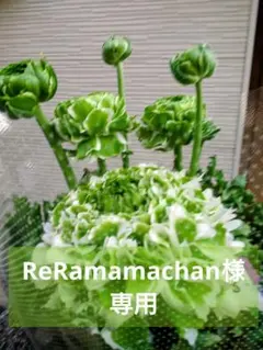 ReRamamachan様専用　ラナンキュラスポンポン　イグルー♪