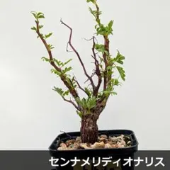 SB33 センナ メリディオナリス 実生苗 塊根 コーックス 灌木 - メルカリ