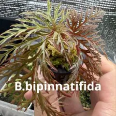 Begonia wyepingiana ベゴニア ウィエピンギアーナ 原種 - メルカリ