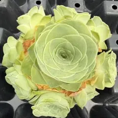 新入荷　グリーノビア　玉玲龍　アエオニウム　多肉植物　I苗　ずっしり重め