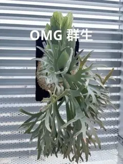 もりびと様　専用