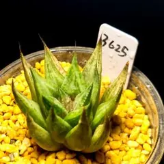 3625 メタリカ多肉植物 ハオルチア アロエのサムネイル