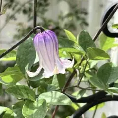 2025年最新】竹間園芸クレマチスの人気アイテム - メルカリ