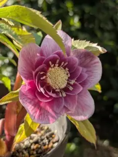 2026年最新】広瀬園芸 ソレイユの人気アイテム - メルカリ