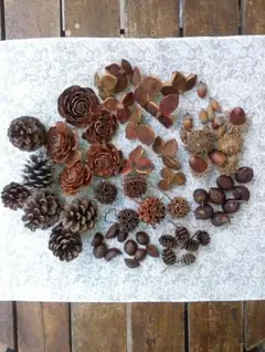 リース手作り・木の実セット （ソープナッツのおまけ付き）