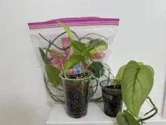 まいこじゃむすたー様専用　②⑧枝