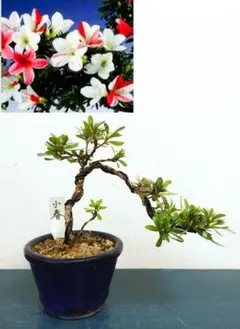 ひな犬 ❢　皐月盆栽　さつき盆栽　サツキ盆栽 ひな犬様専用 ❢ 皐月盆栽 さつき盆栽 サツキ盆栽 皐月 盆栽 さつき