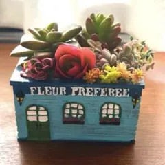 【多肉植物セット】ミニ青い家型鉢＋多肉苗＋専用土／自分で植えて楽しむキット