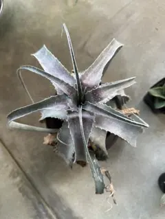 原種 ヘクチア Hechtia mooreana Ziplote, Canyon - メルカリ