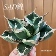 A037 特選 アガベSAD錦 南アフリカダイアモンド 白覆輪錦 極上良型株