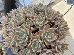 エケベリア　多肉植物　★シュガーゼリー★2カットのサムネイル