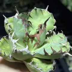 2026年最新】アガベ チタノタの人気アイテム - メルカリ