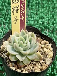 2026年最新】ミックスベリアの人気アイテム - メルカリ