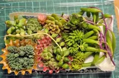 多肉植物 Fセット